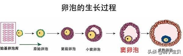 卵巢功能极差怎么备孕,卵巢功能不好备孕小技巧