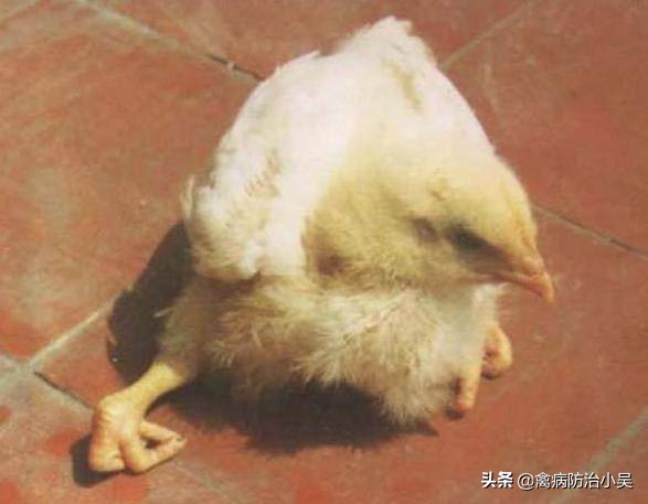 老兽医有妙招:18个典型鸡病一病一良方汇总，建议养鸡户都看看