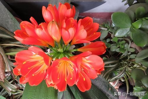 君子兰冬天养护方法及注意事项,君子兰受冻叶子蔫了