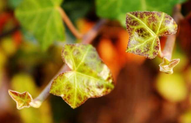 常春藤一年长多少厘米,常春藤多少天淋一次水