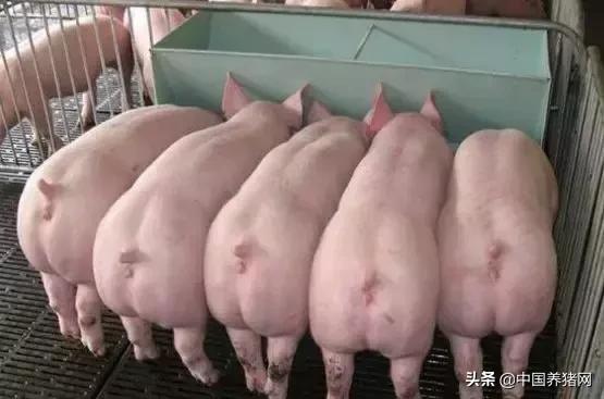 养猪想赚钱注意这3点,养猪要想有钱赚方法很简单