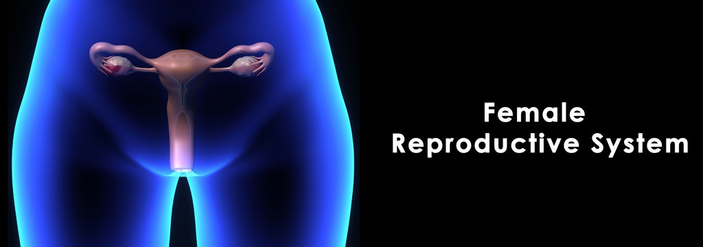 如果在排卵后发生*行为性**，我就一定会怀孕吗？