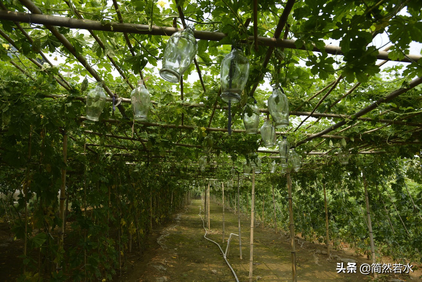 金铃子癞葡萄果实,金铃子酒