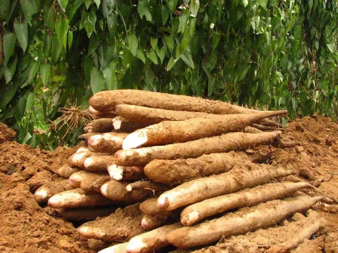 山药种植底肥钾多好还是磷多好,山药是怎样种植的用什么当种子