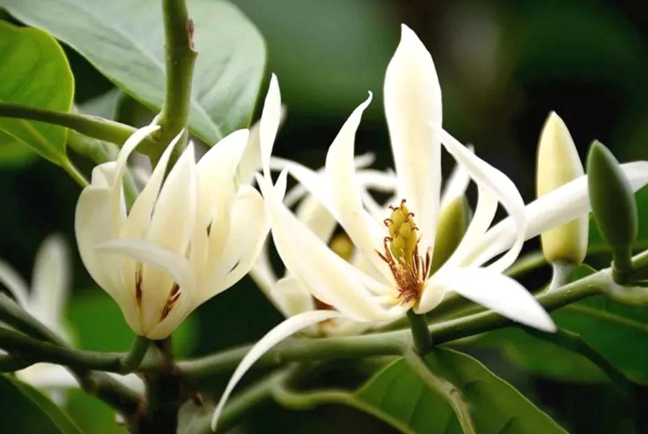 白兰花原生苗好还是嫁接苗好,刚种的白兰花缓苗期多久