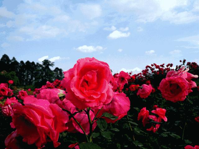 五一不能错过的花海,五一不能错过的美丽花海