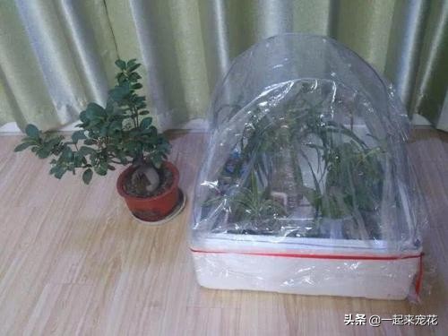 捡来的塑料盆能不能养花,平时买菜回来的塑料袋舍不得扔的