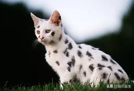 “你根本不爱猫，你就是馋它的身子！”