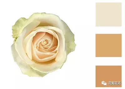 中国玫瑰大家族——雪山玫瑰详解（二）