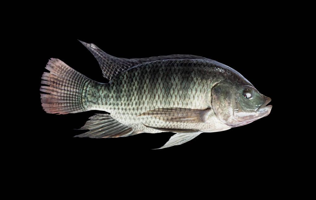 10℃是防线!非洲鲫鱼侵入三峡水库,6个月可繁殖1代,会泛滥吗?