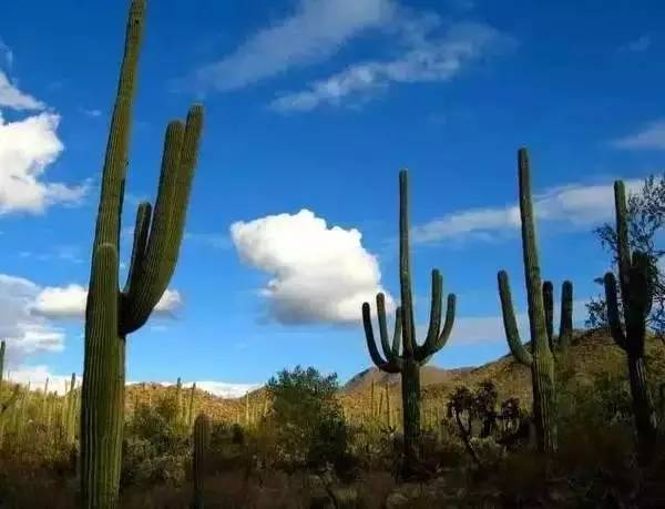 国外旅游特别注意这些国家的奇葩习俗，疏忽大意恐惹*麻大**烦