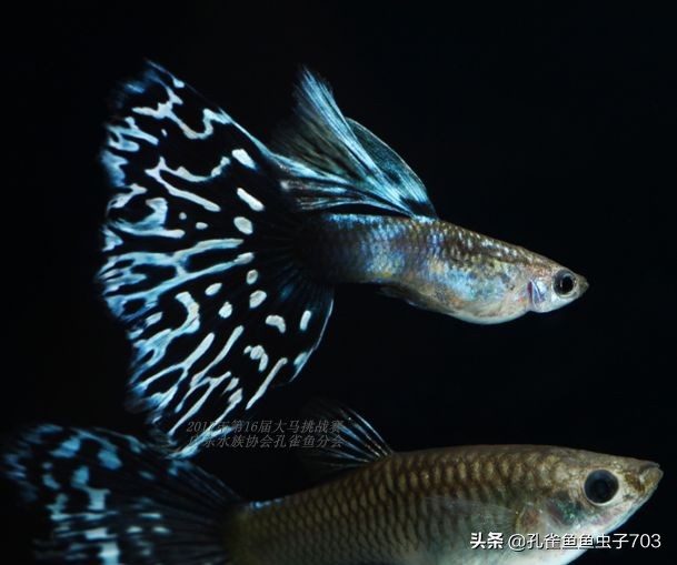 孔雀鱼100条,孔雀鱼20缸10条鱼