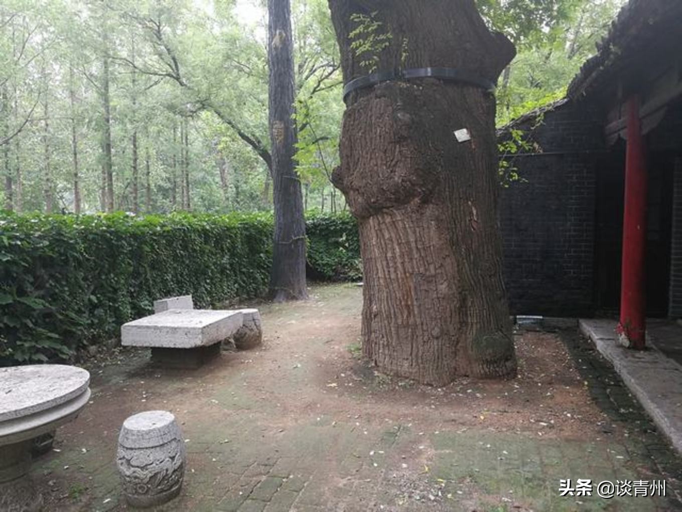 青州古城一日游视频,青州古城夜晚一日游