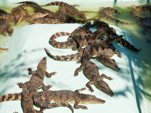 鳄鱼养殖利润高，想赚钱的过来学，附带养殖前景
