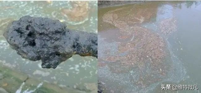 池塘常见鱼病大全,池塘水质有腥臭味是什么原因