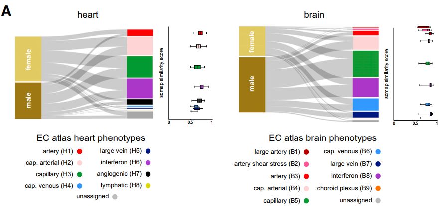 cell画图,cell作图教学