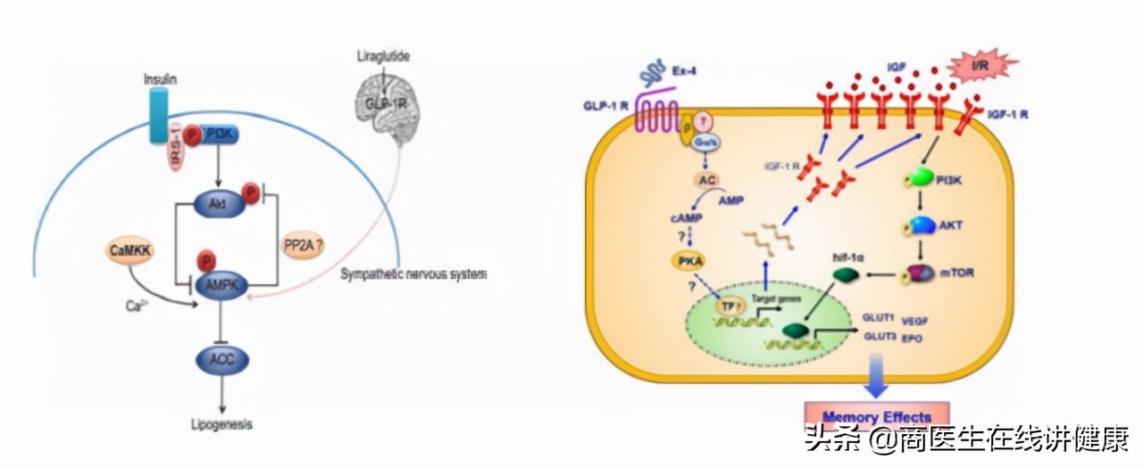 糖尿病伤着肾吃什么药最好,糖尿病损伤神经吃点什么药