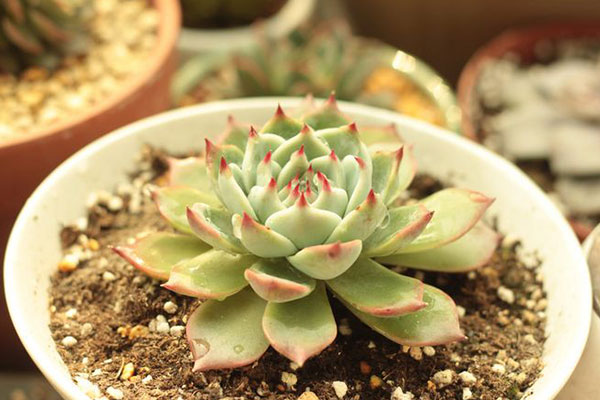 多肉吉娃娃如何判断该浇水,吉娃娃多肉多久浇一次水合适