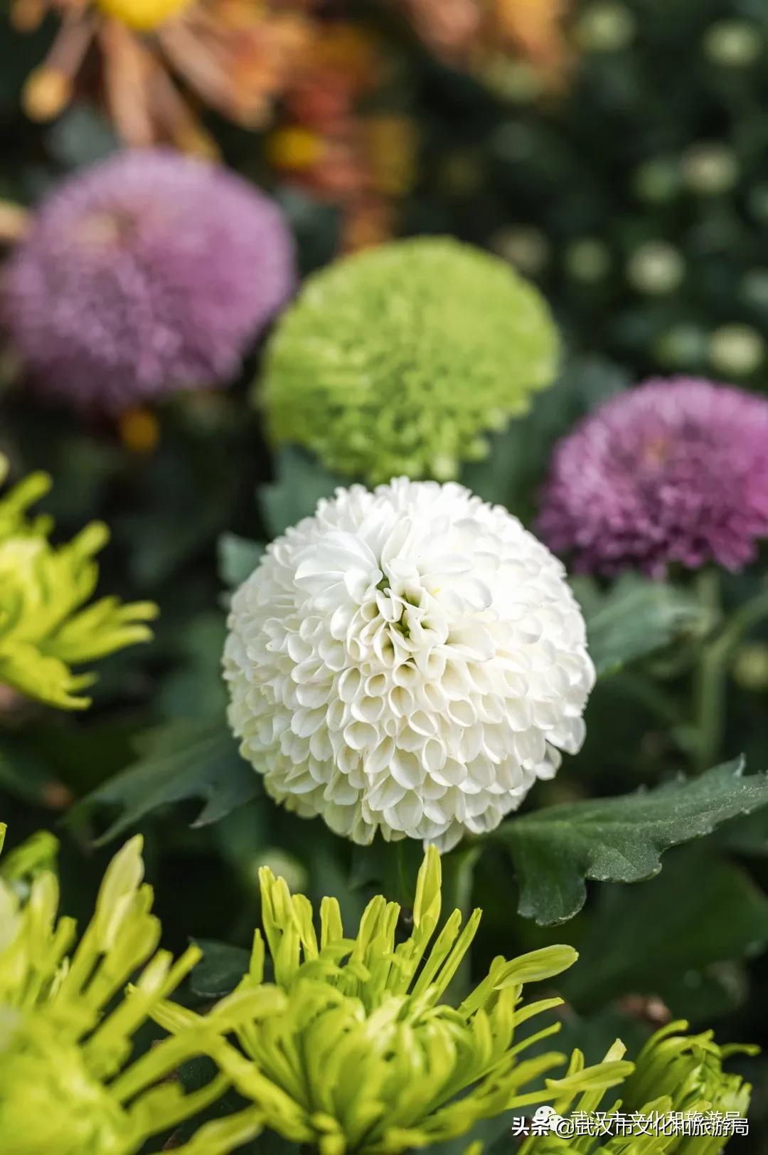 武汉秋天的第一场音乐节,武汉秋天第一场音乐节