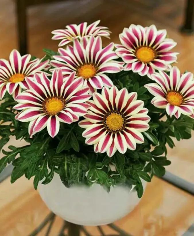 人养花花,人养花花养人哪些花养人