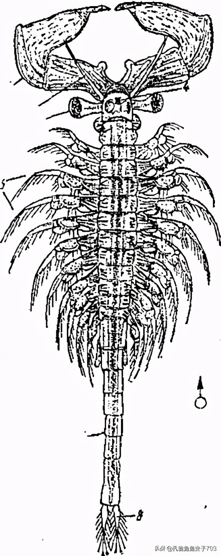 丰年知识分享,丰年虾幼虫讲解