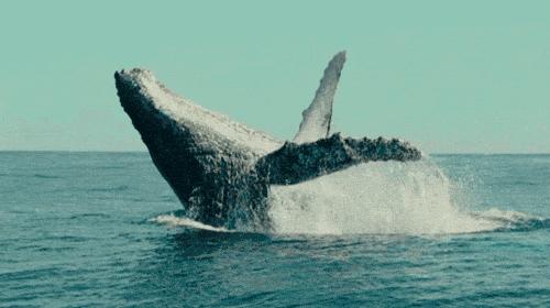 Letsgo!|这个地方竟然这么多综艺节目抢着去?