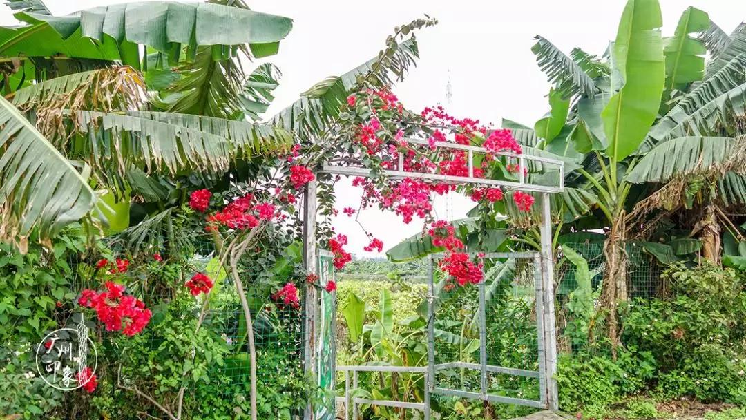 广州隐世峡谷游玩攻略,广州要坐船才能登的小岛