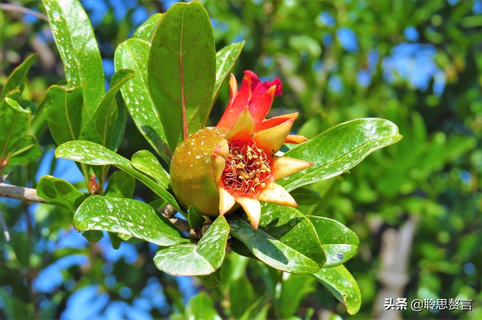 有关石榴的诗词,石榴树诗词