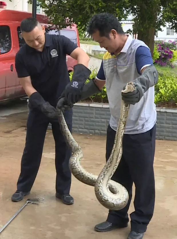 偷鸭贼被逮住视频,偷鸭贼被抓