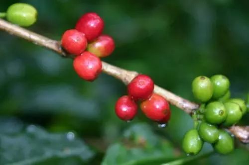 一般咖啡有哪几种咖啡,常见的十种咖啡