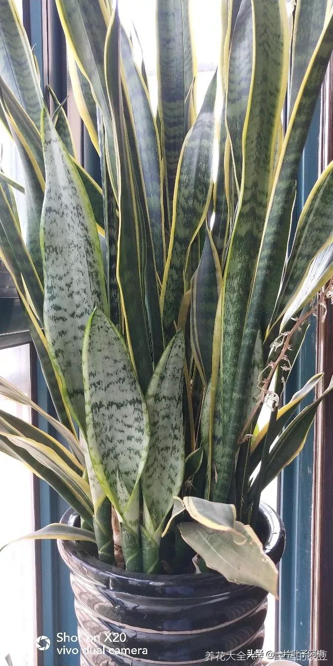 叶子软塌塌,叶子缺水卷曲怎么补救