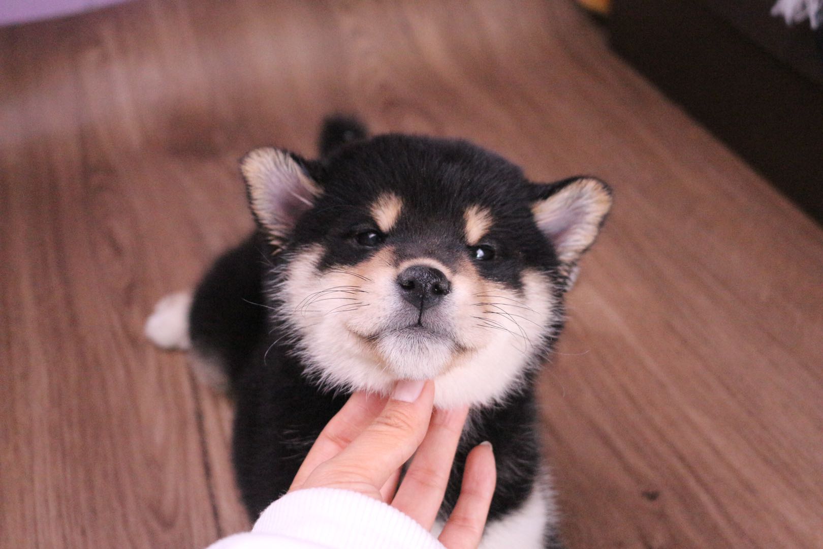 黑色柴犬和哈士奇是亲戚关系吗？纯种黑柴怎么挑？