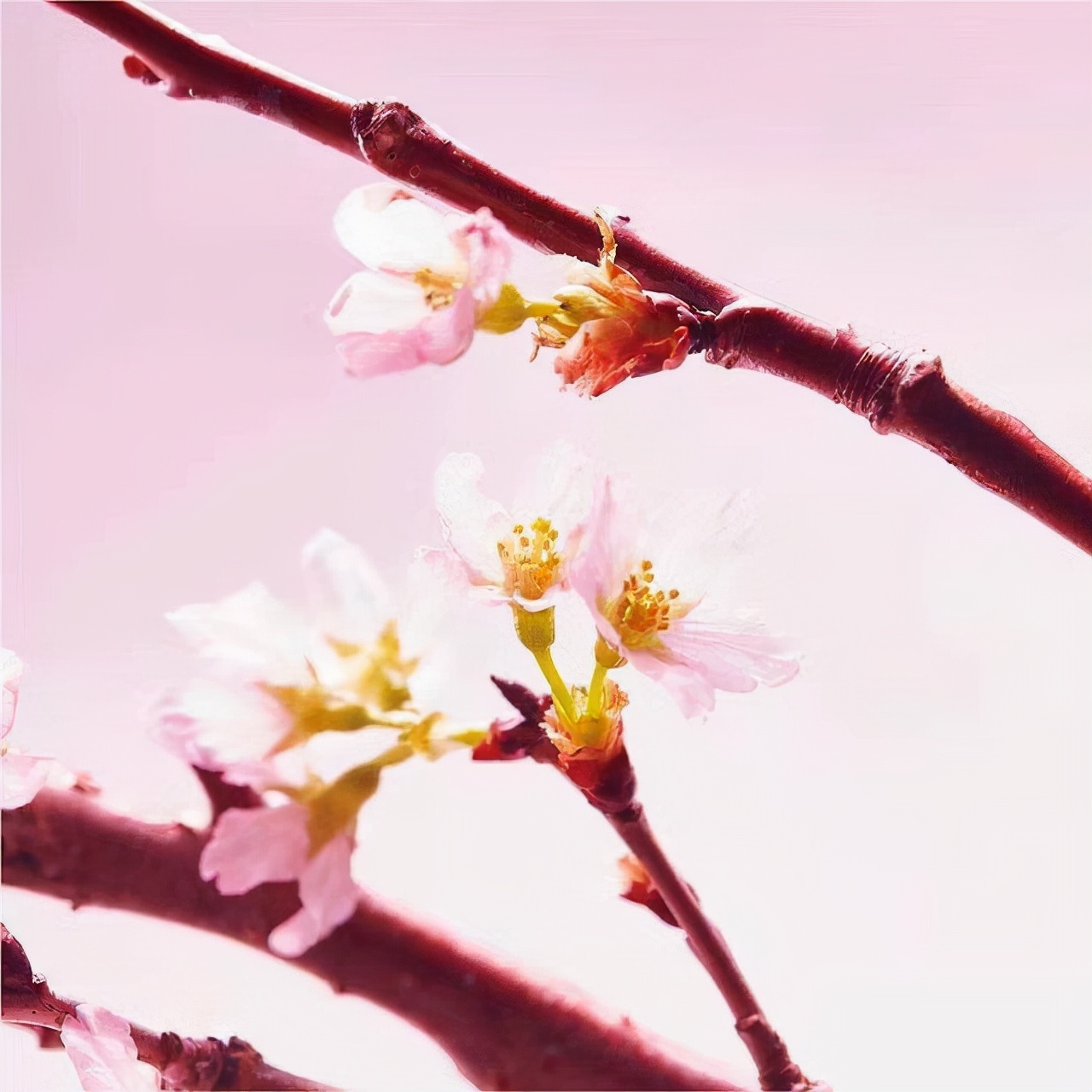 青春期男生如何养成初恋脸,如何像赵露思一样拥有一张初恋脸