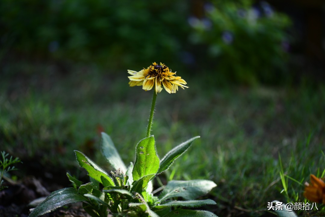 赶尽杀绝，花园里最痛恨的虫子|园丁