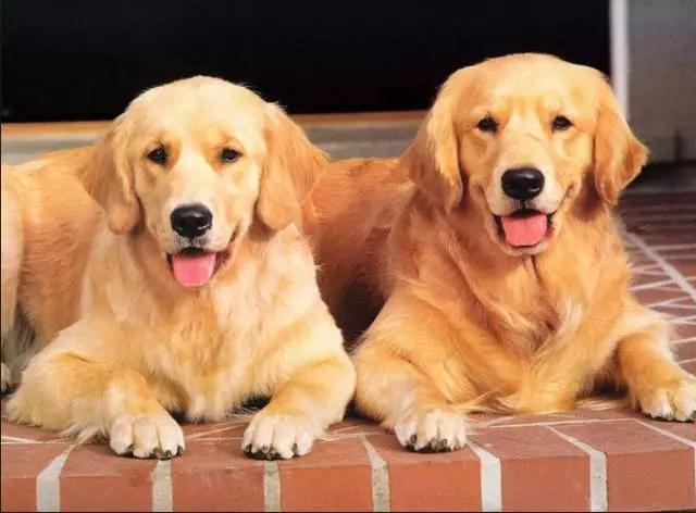 各种狗狗身价排名,各种狗的待遇对照表