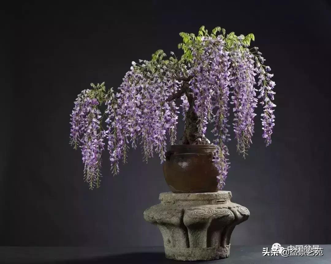天生好养的36种盆景植物,什么植物盆景适合屋内养