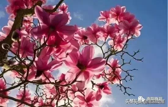 南阳春天踏青,南阳有哪些适合春游的地方