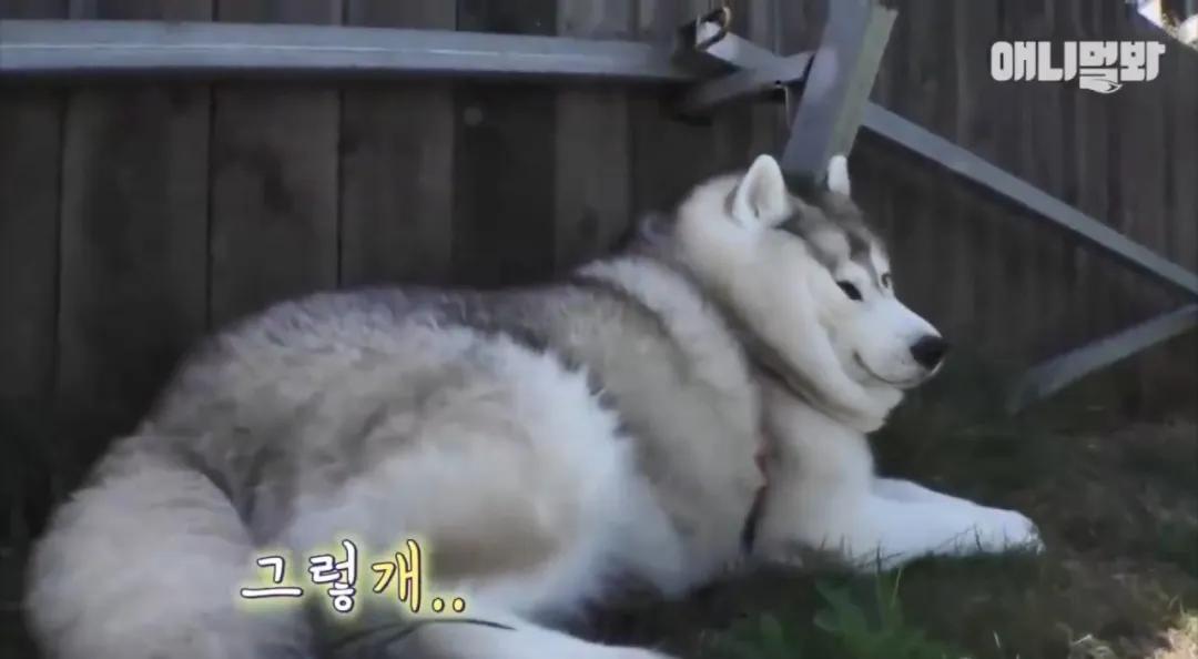 二哈为什么变瘦了,二哈太胖了必须要减肥