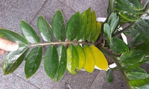 金钱树叶黄怎么补救最快,金钱树黄叶子应该怎么补救