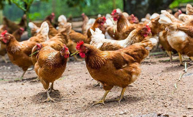 鸡的眼肿了怎么治疗最好,鸡的眼睛肿了怎么治疗该怎么预防