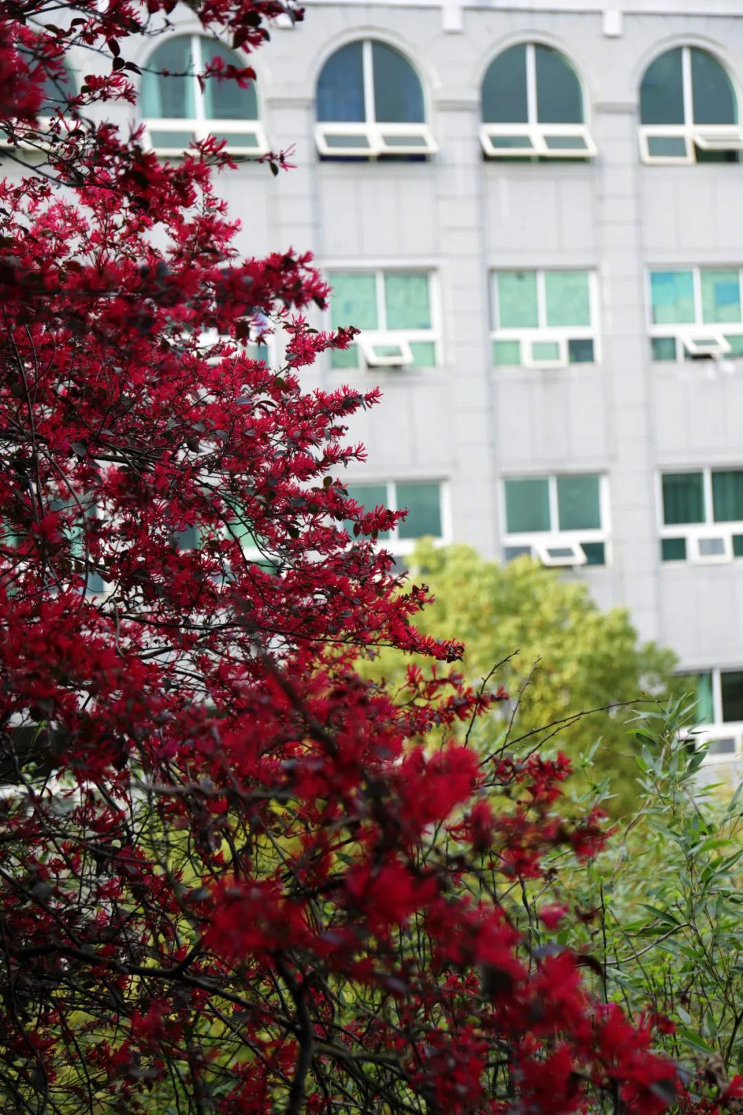 迎接校园里的百花齐放,教室窗外百花齐放