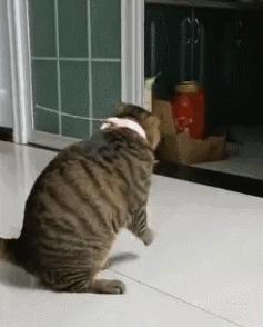 猫咪项圈对人有没有危害,猫咪项圈对猫咪有危害吗