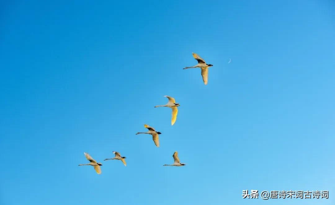 100句惊艳的名句,经典诗词名句大全100首