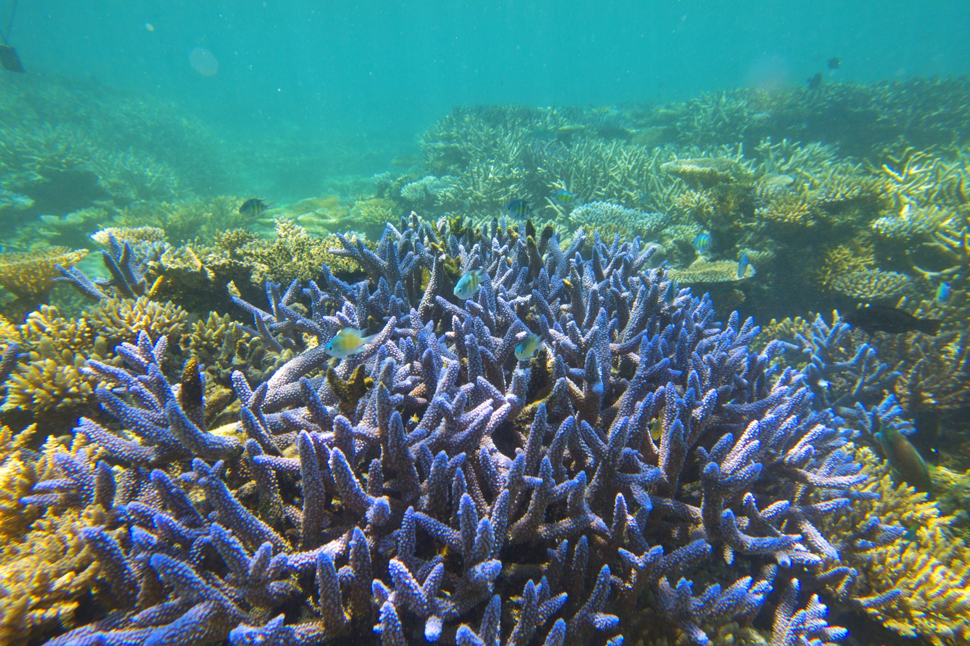 一定是特别的缘分——帕劳,再遇见「周若雪Patty」·上