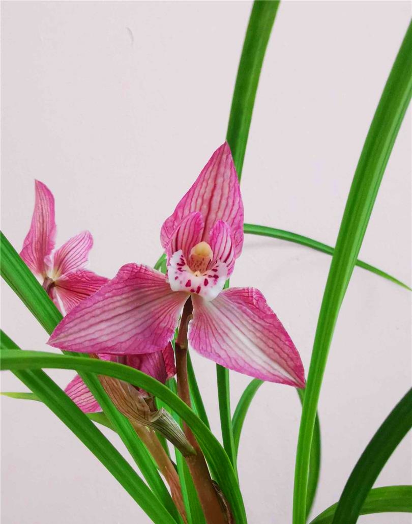 四川下山的一颗翻版蝉翼红荷，后来成为兰家争相收藏的精品