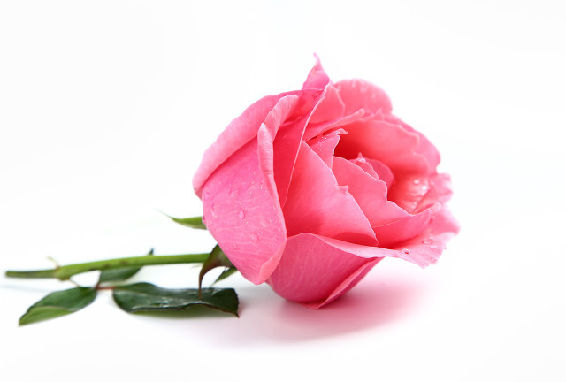 赠人玫瑰手留余香人间处处皆温暖,赠人玫瑰手有余香的句子