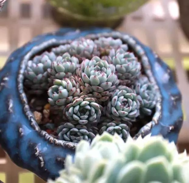 多肉早安图片大全,多肉大全100图