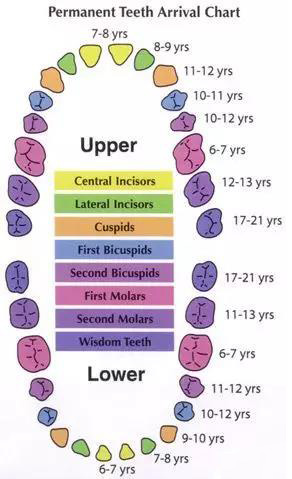 恒牙出来多久了乳牙未掉需要拔牙,孩子乳牙未掉用干预吗