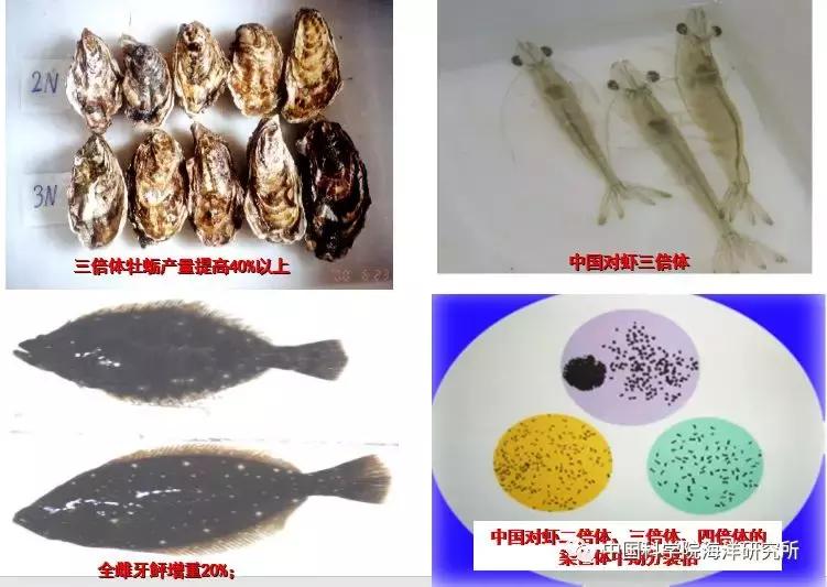 海洋渔业科学与技术排名,海洋科技所