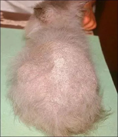 流浪猫猫癣是什么样的,金渐层猫得猫癣什么样